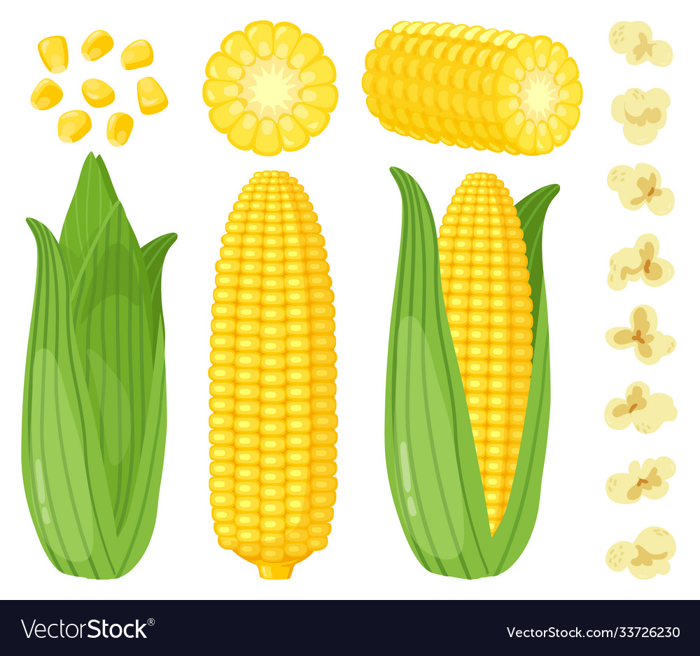 Cartoon corn maize vegetables golden sweet corn Vector Image