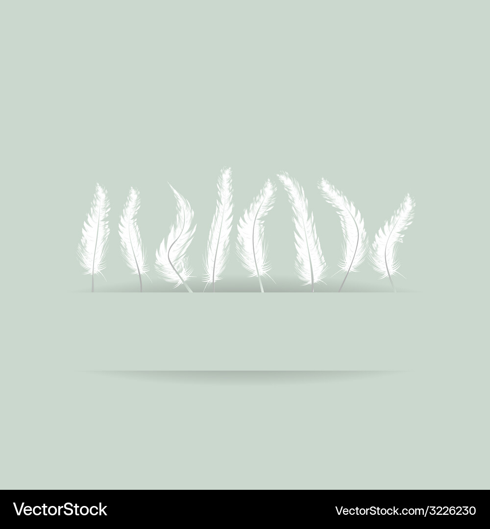 White feathers background Royalty Free Vector Image