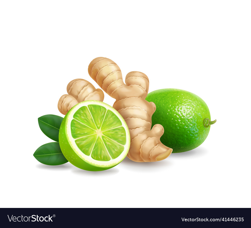 Ginger and lime root green leaf and citrus fruit Vector Image