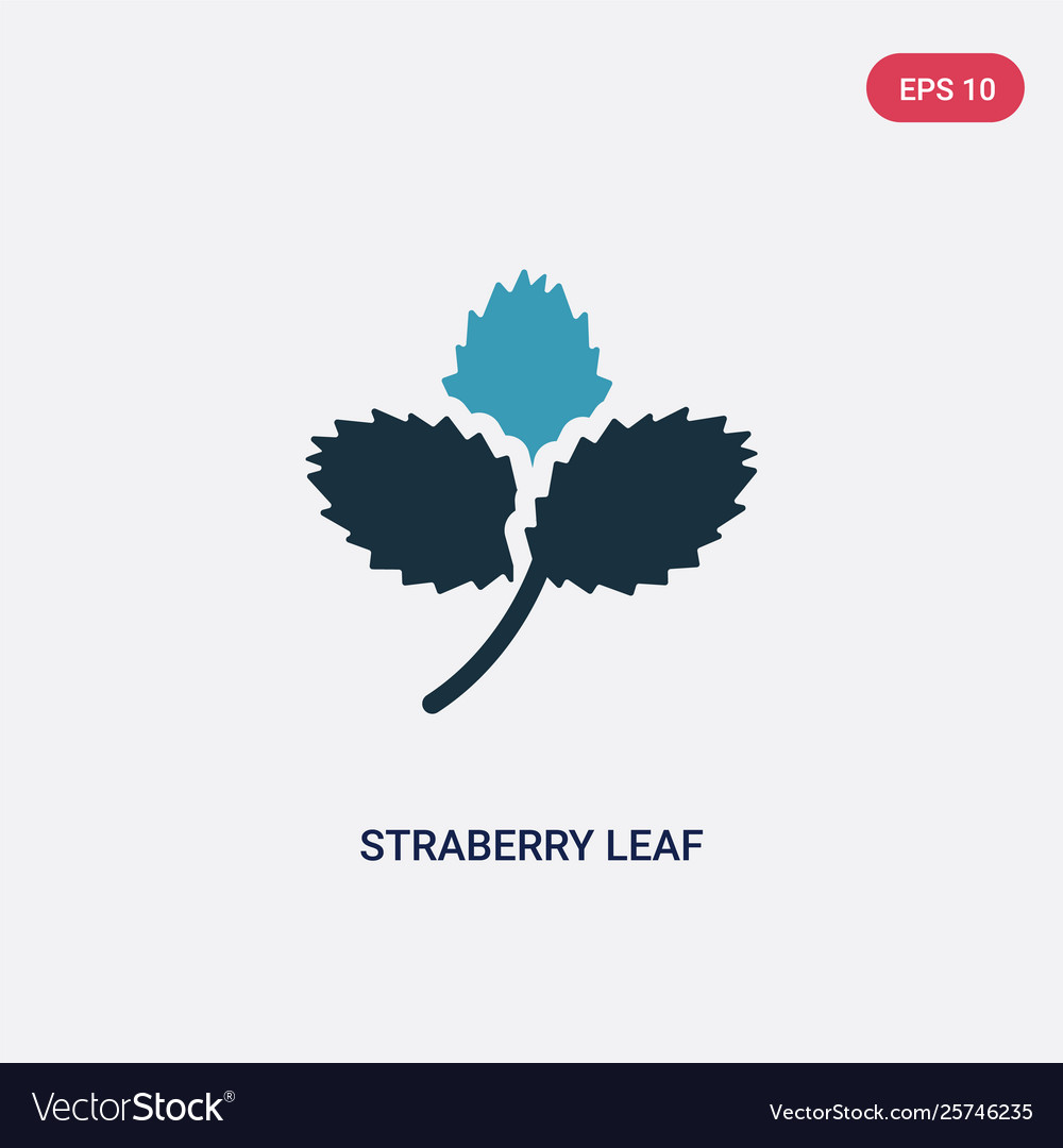 Two color strawberry leaf icon from nature concept