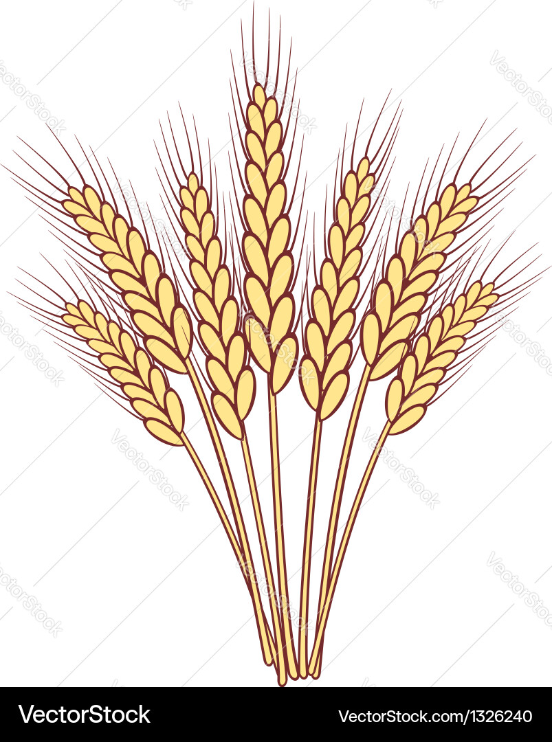 Wheat ears Royalty Free Vector Image - VectorStock