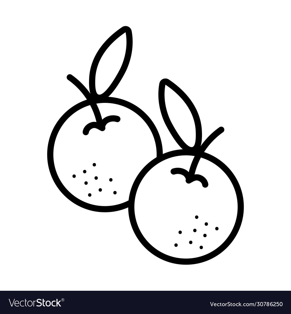 Orange fruits line style Royalty Free Vector Image