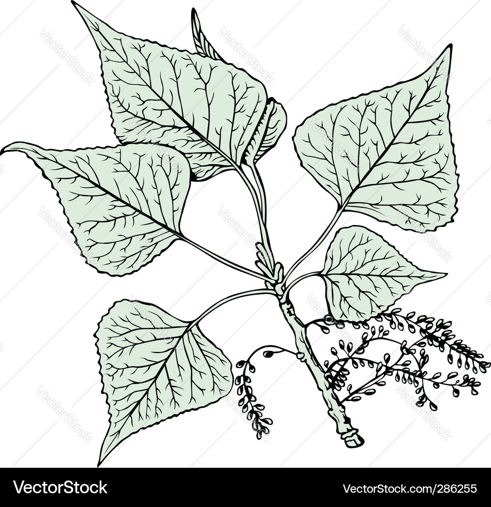 Poplar Royalty Free Vector Image - VectorStock