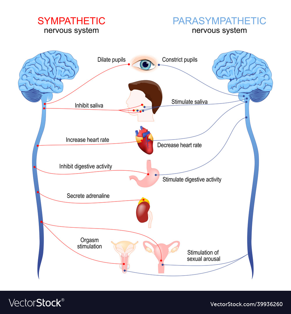 sympathetic vs parasympathetic chart