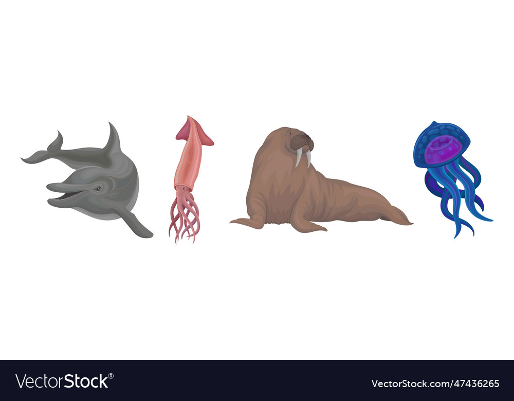 Marine habitant with dolphin squid walrus vector image Marine habitant with dolphin squid walrus