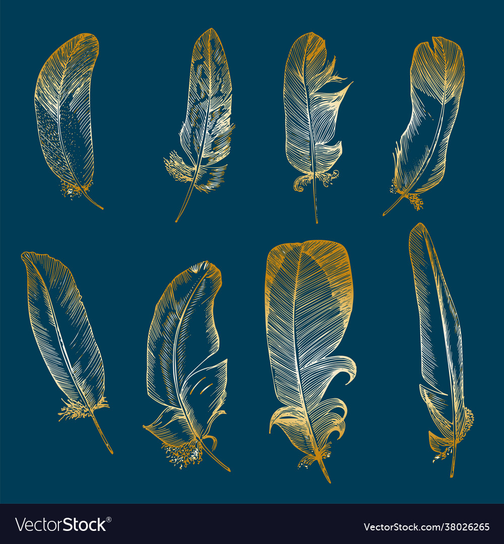 Set realistic sketch bird feather on isolated vector image Set realistic sketch bird feather on isolated