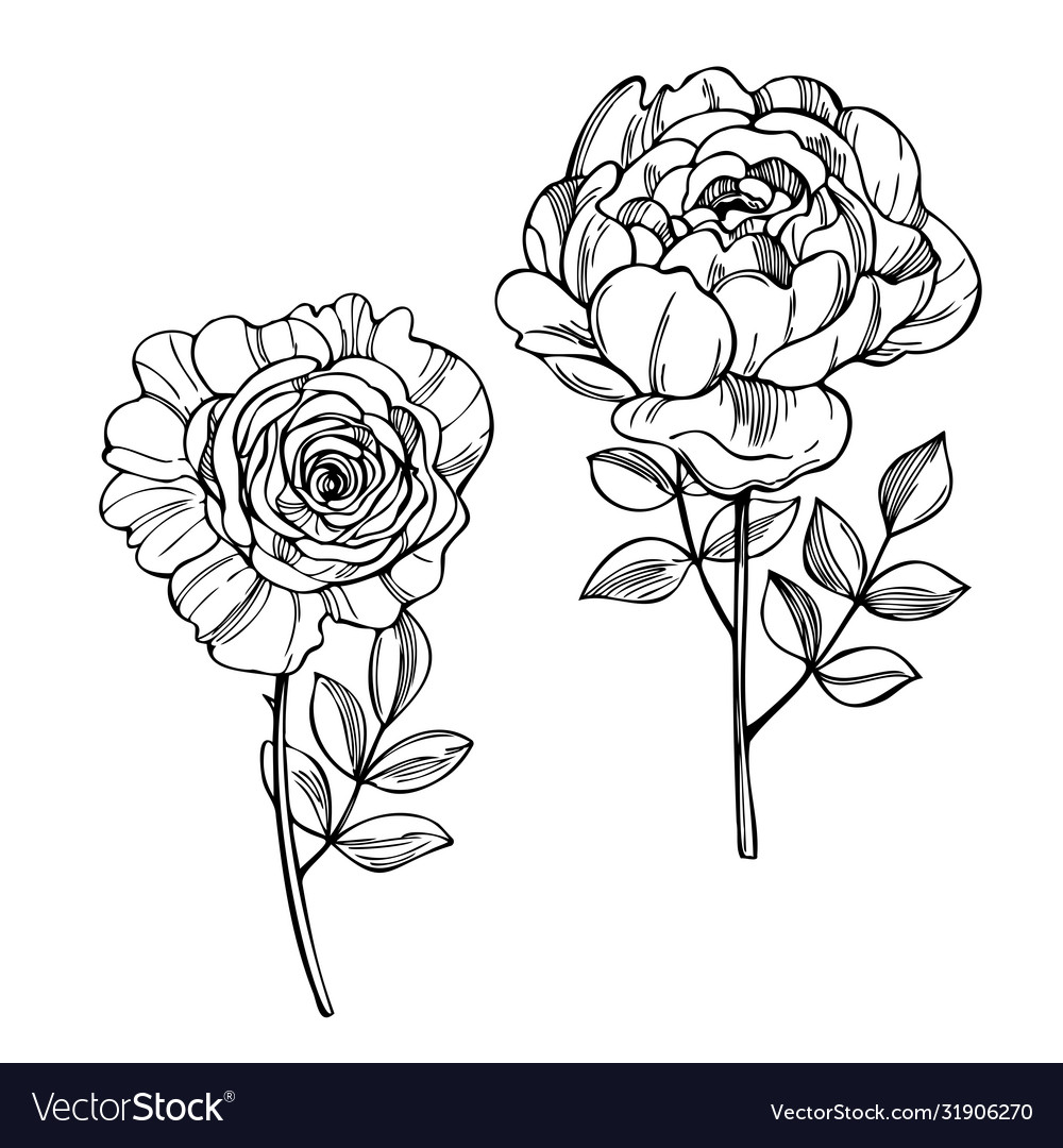 Hand drawn garden roses on white background