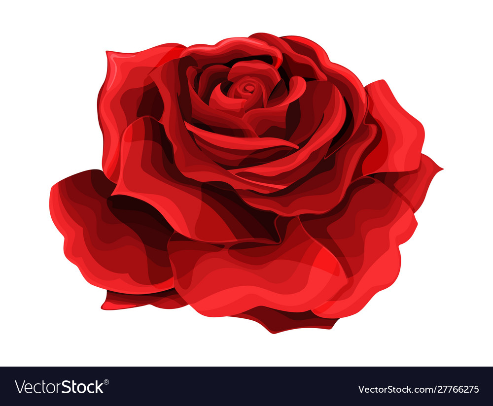 Rose hand drawing and colored a blossoming Vector Image