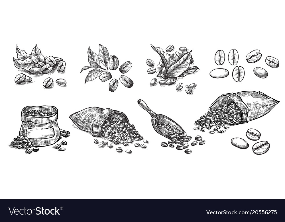 Set coffee beans in bag Royalty Free Vector Image