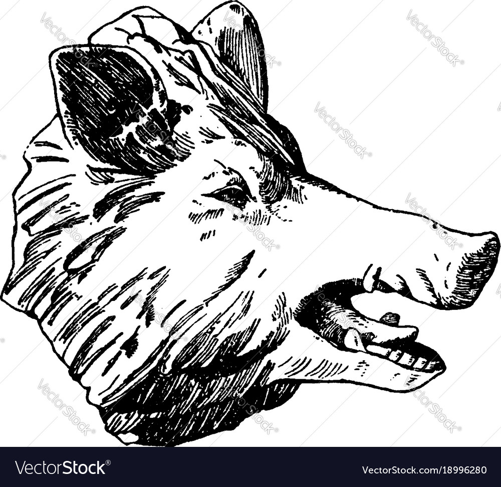 Boars head. Голова кабана. Кабан вектор. Кабан векторный рисунок. Кабан в графике.