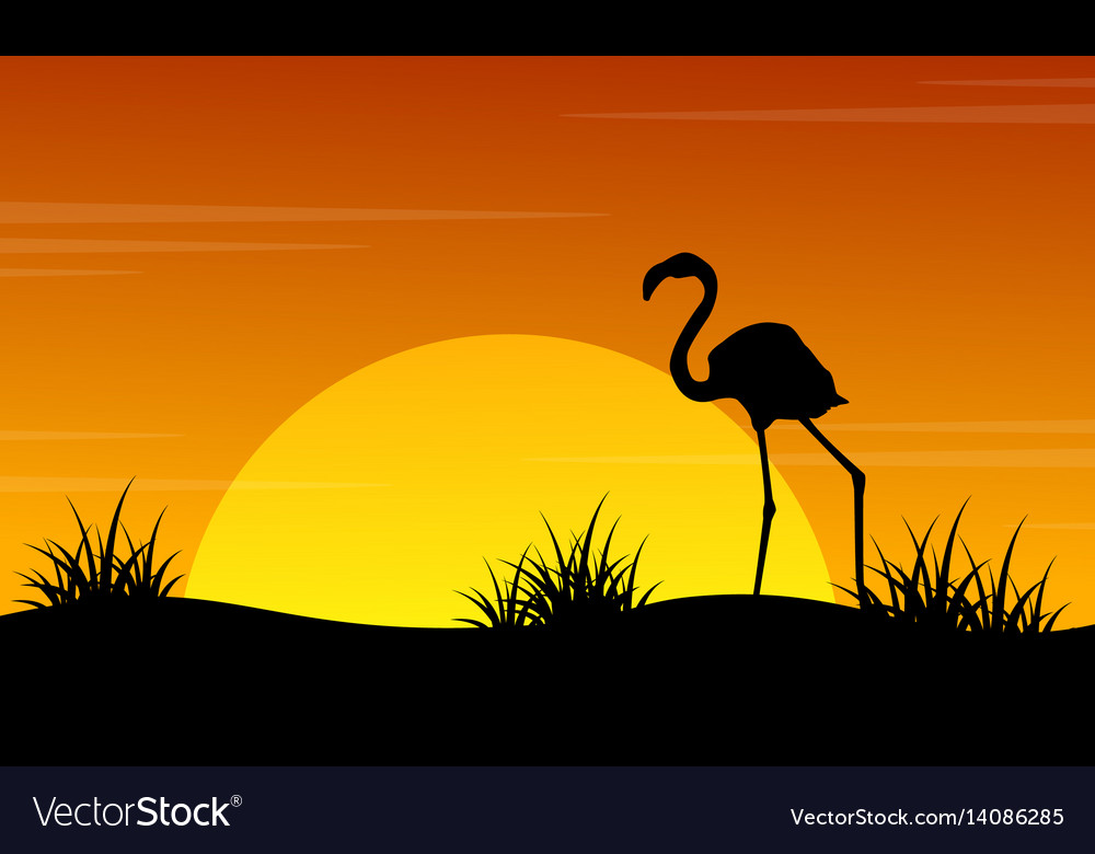 at sunset flamingo scenery