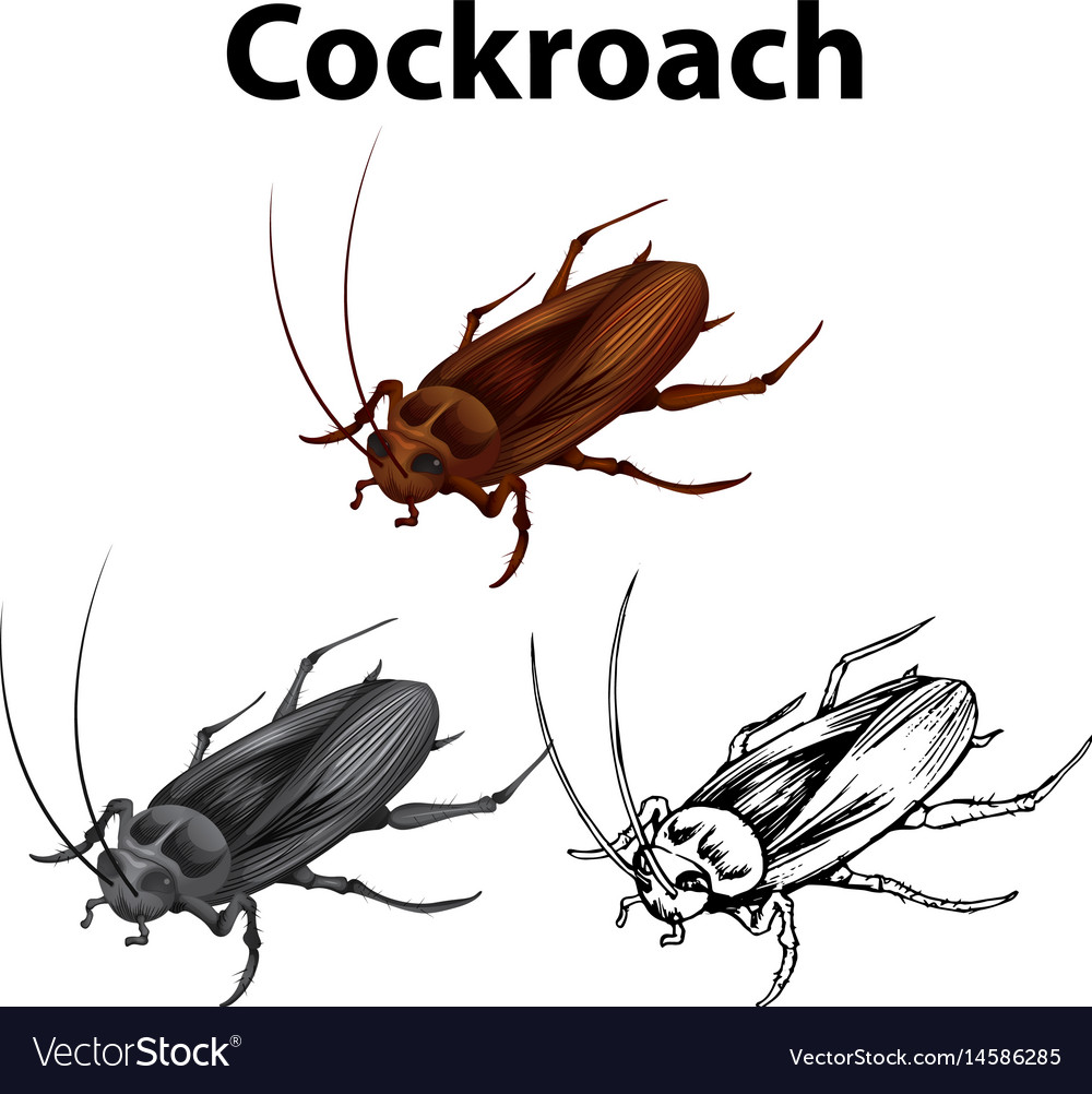 Drafting character for cockroach
