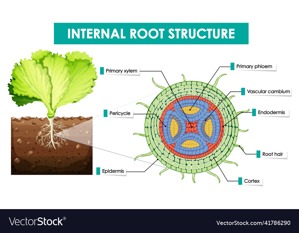 Diagram showing internal root structure Royalty Free Vector