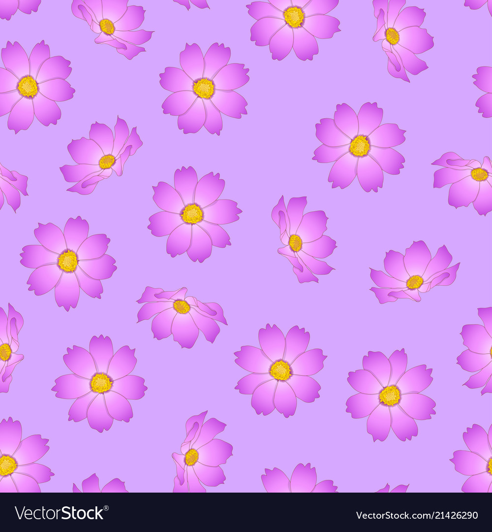 Pink cosmos flower on violet background