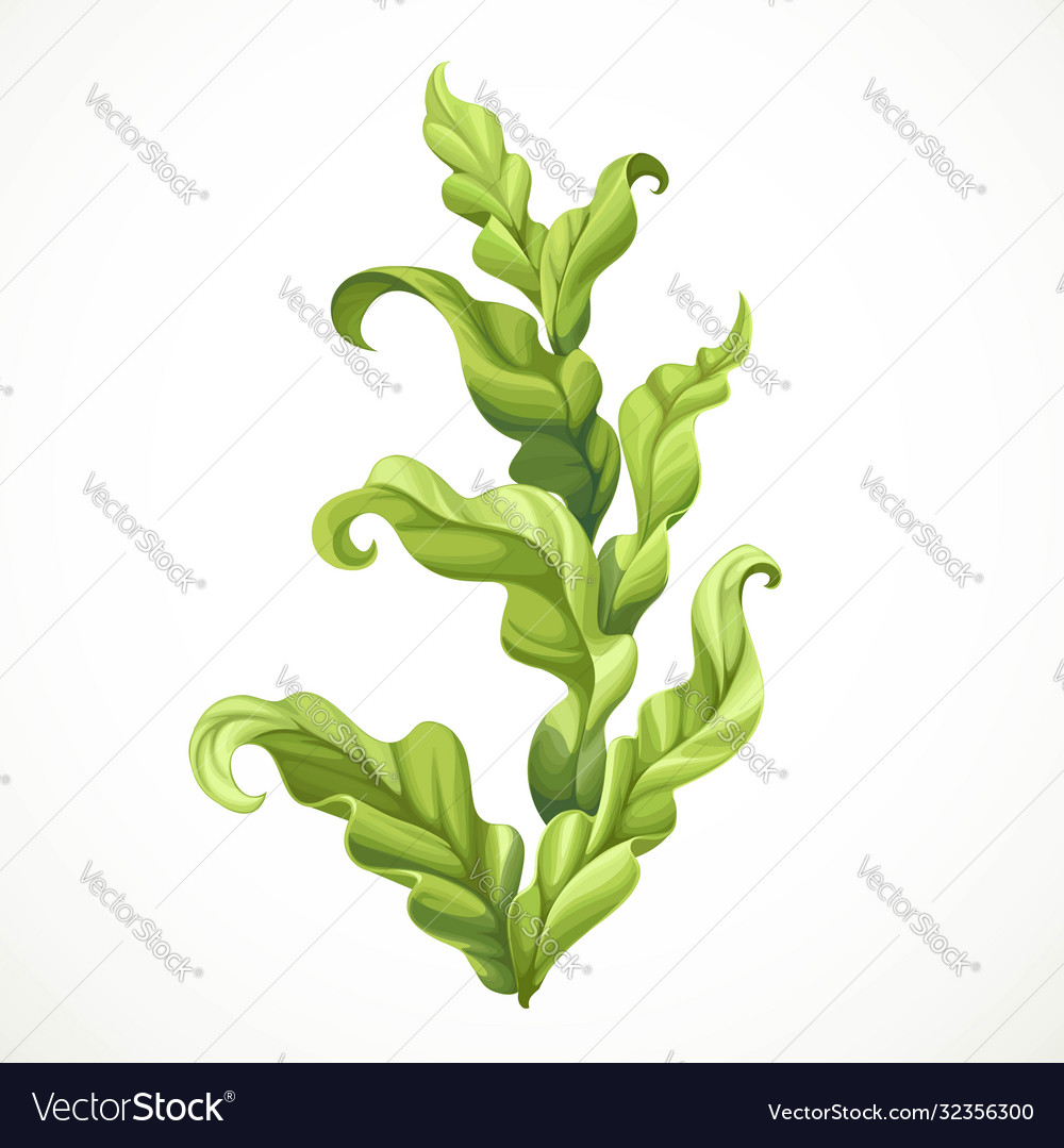 Green lush algae object isolated on white