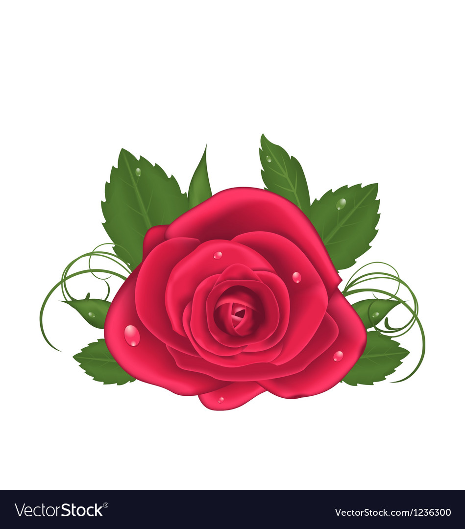 Isolierte Rose Nahaufnahme