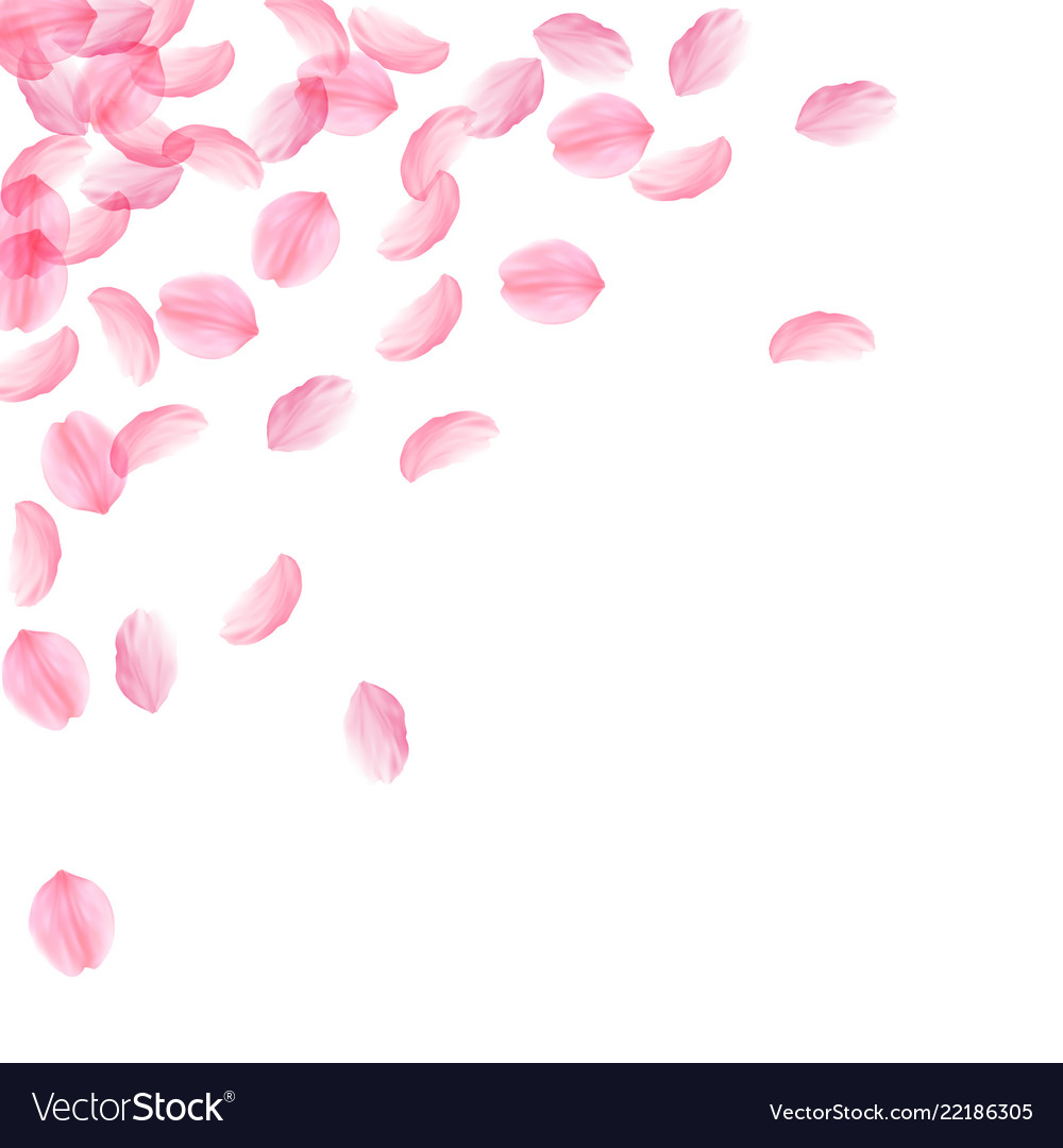 Sakura petals falling down romantic pink