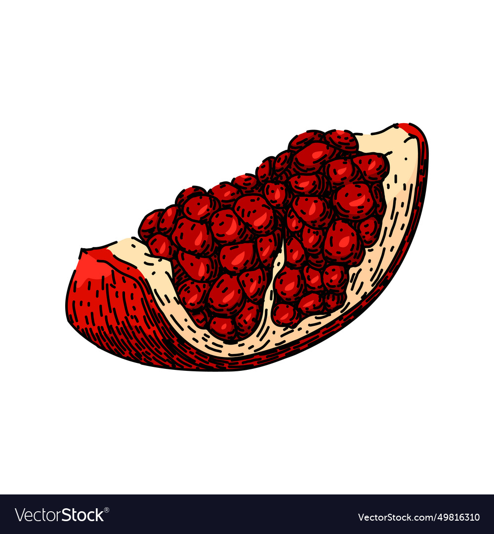 Cut pomegranate sketch hand drawn