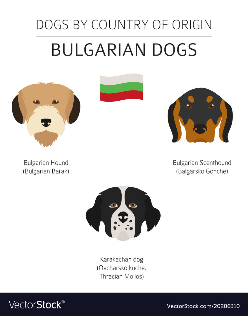 Hunde nach Herkunftsland bulgarische Hunderassen