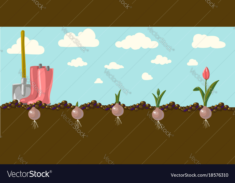 Tulip