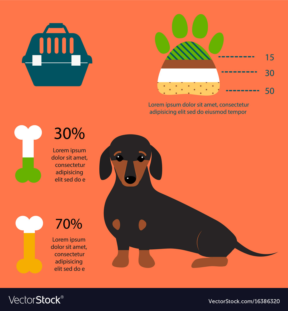 Dachshund dog playing infographic elements Vector Image