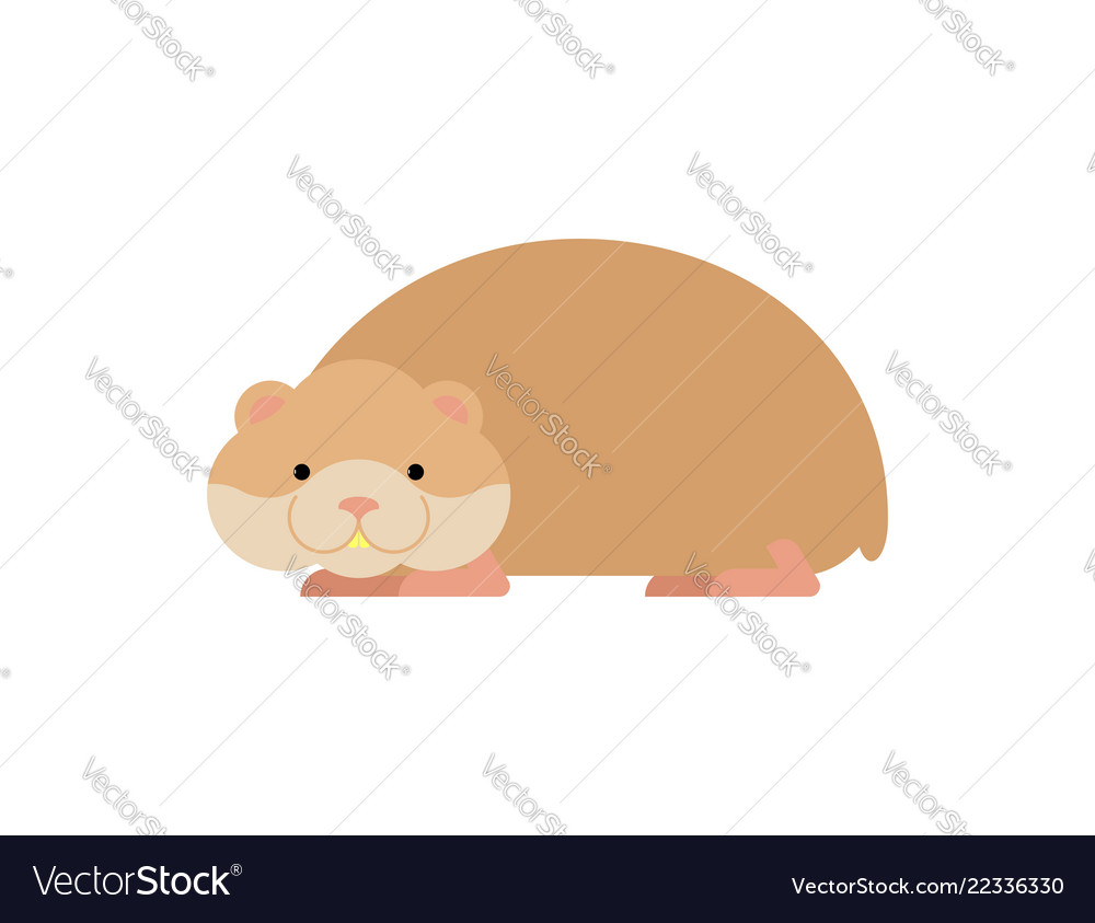 Adorable Hamster Portrait