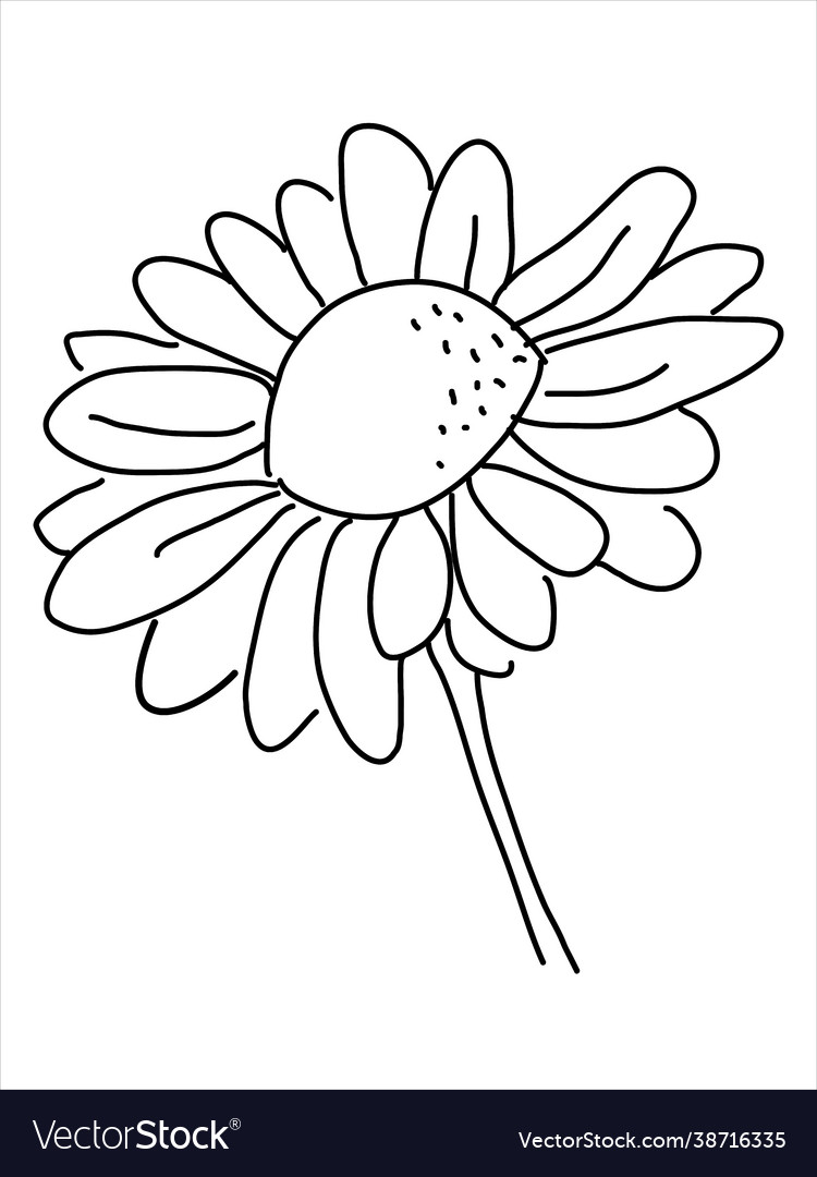 Chamomile in doodle style Royalty Free Vector Image