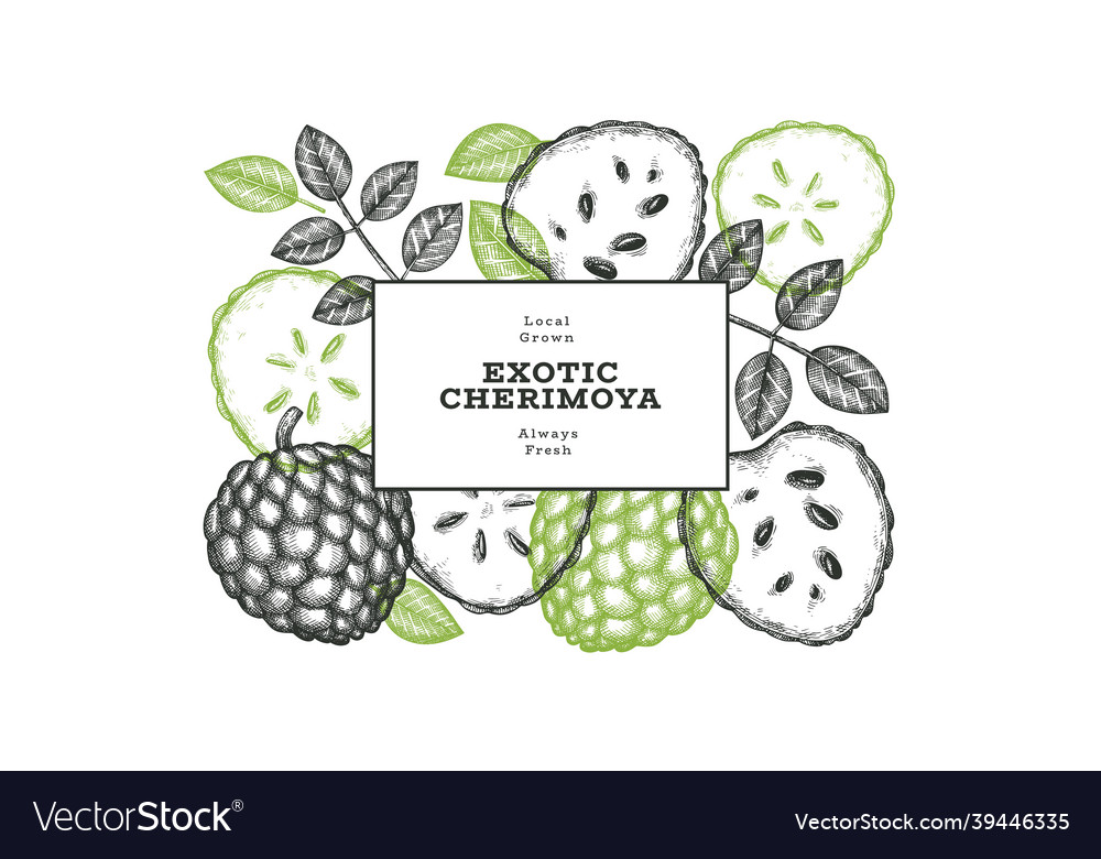 Hand drawn sketch style cherimoya banner organic vector image Hand drawn sketch style cherimoya banner organic