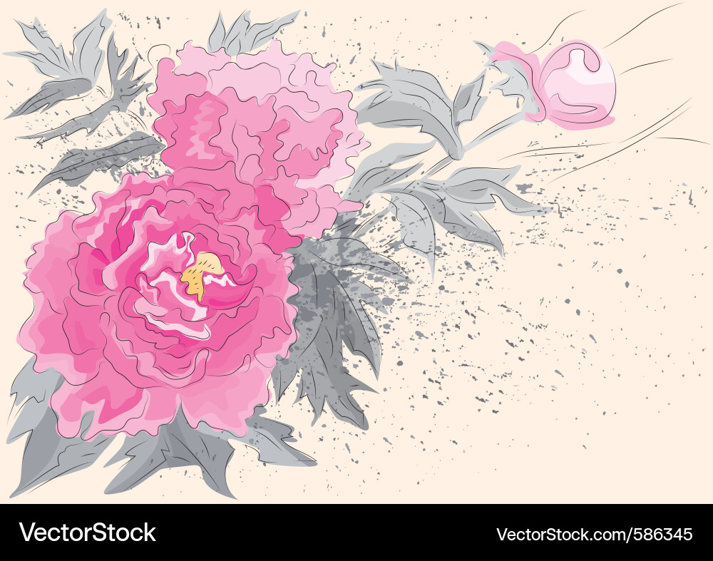 Peonies Royalty Free Vector Image - VectorStock
