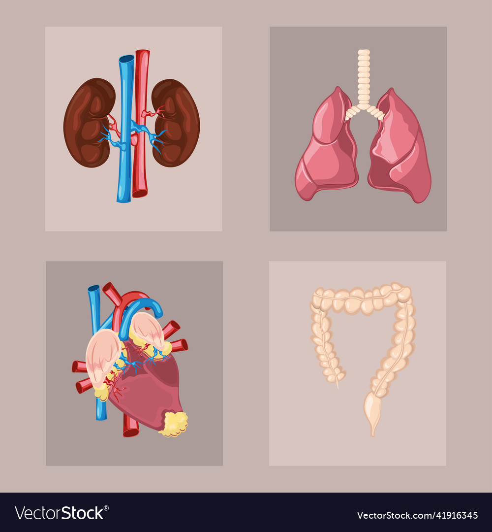 Set of human body organs Royalty Free Vector Image