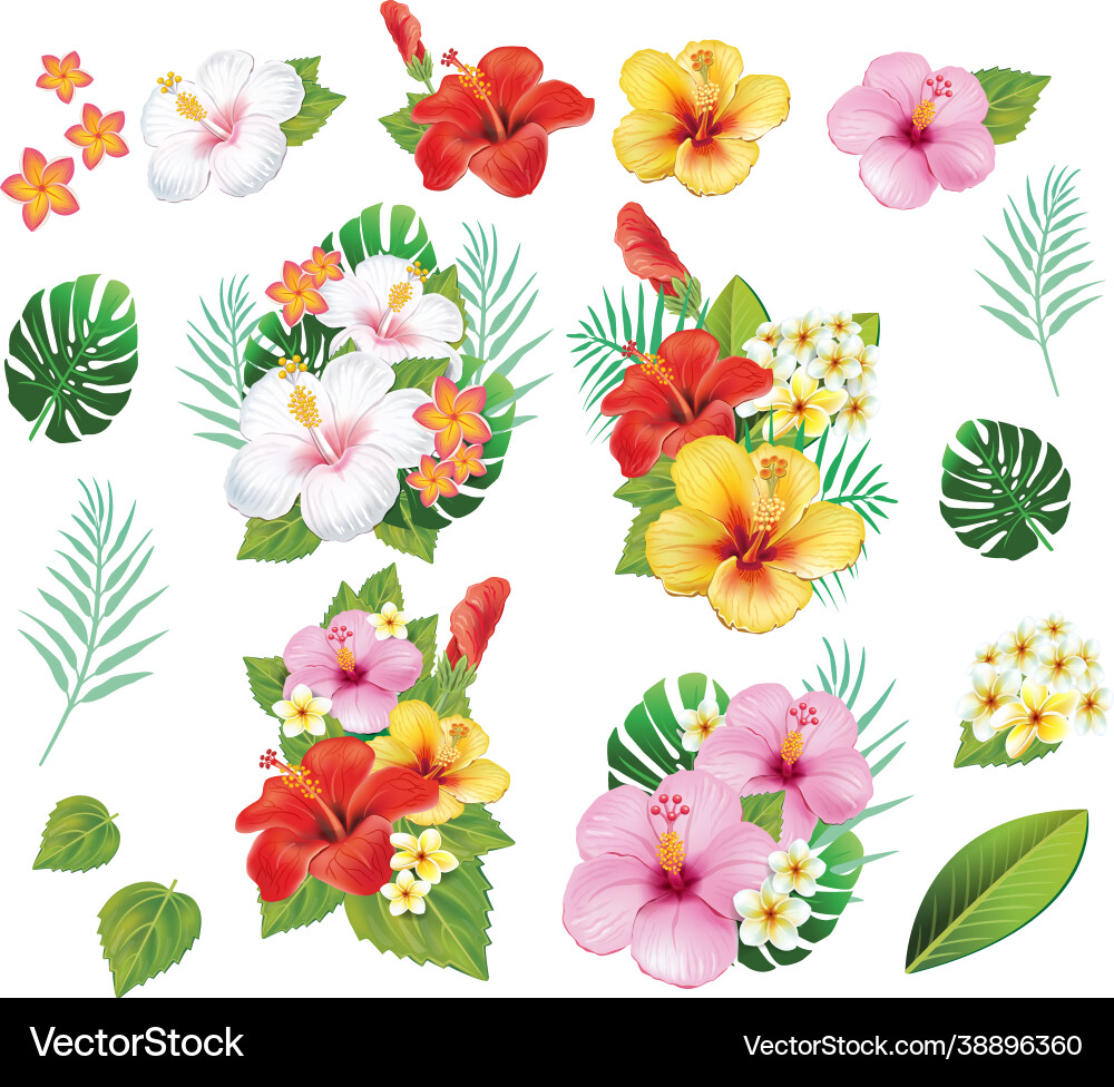 Set floral elements Royalty Free Vector Image - VectorStock