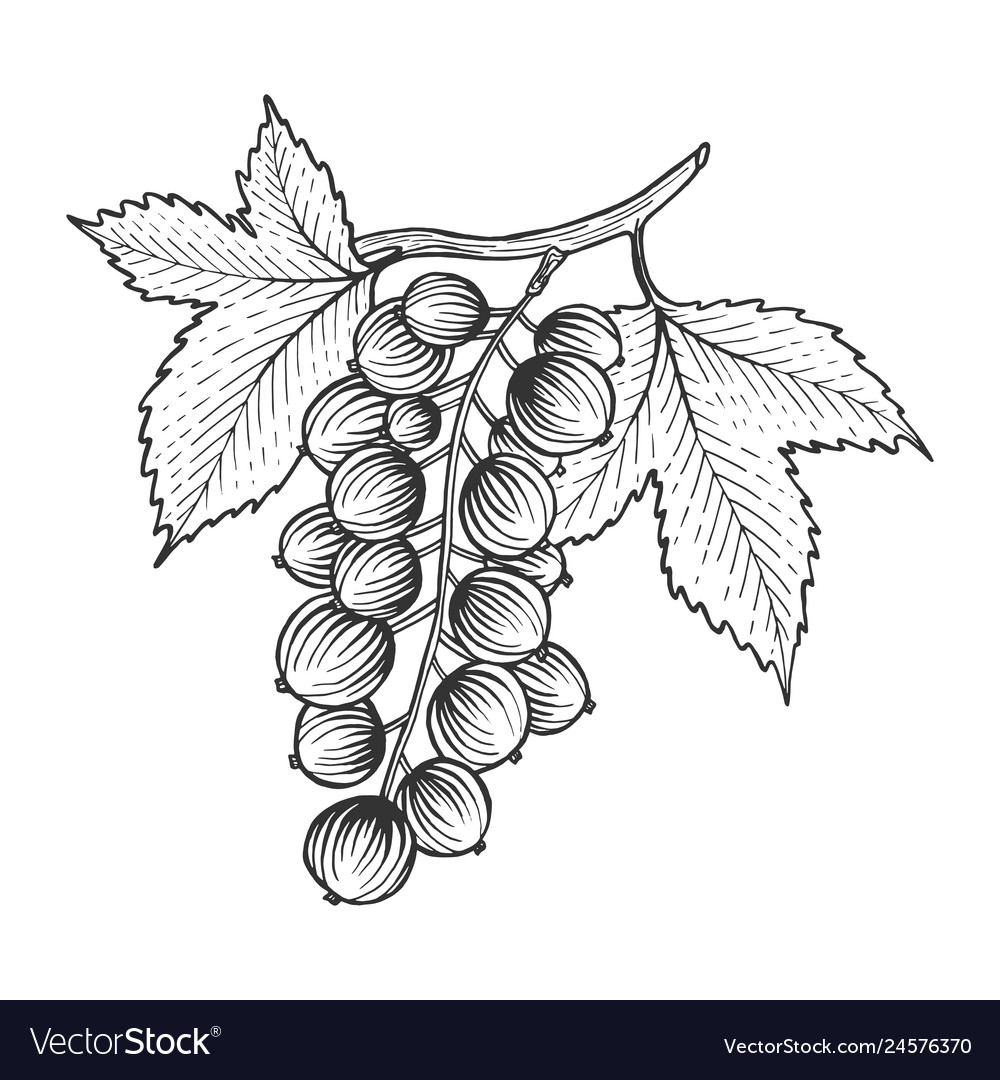 Black Currant Sketch - Engraved Leaf