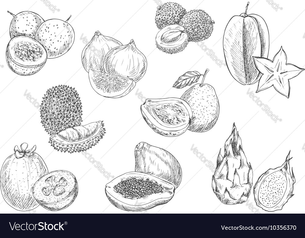 Black And White Pencil Drawing Of Fruits, Other for sale by owengerardlafon  - Foundmyself