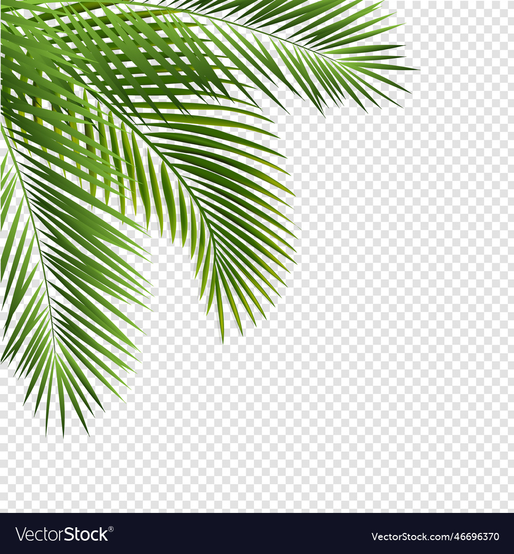 Palm Tree Transparent Png