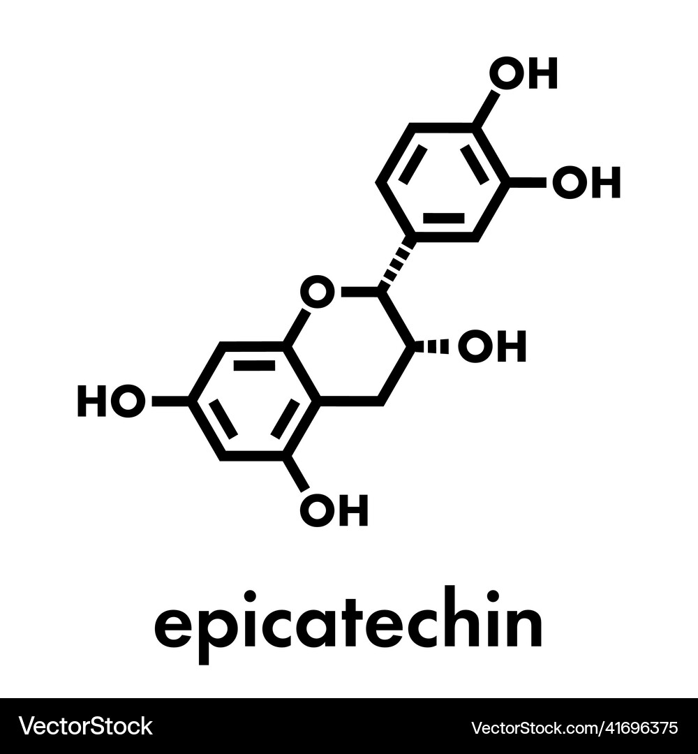 Epicatechin lepicatechin chocolate flavonoid Vector Image
