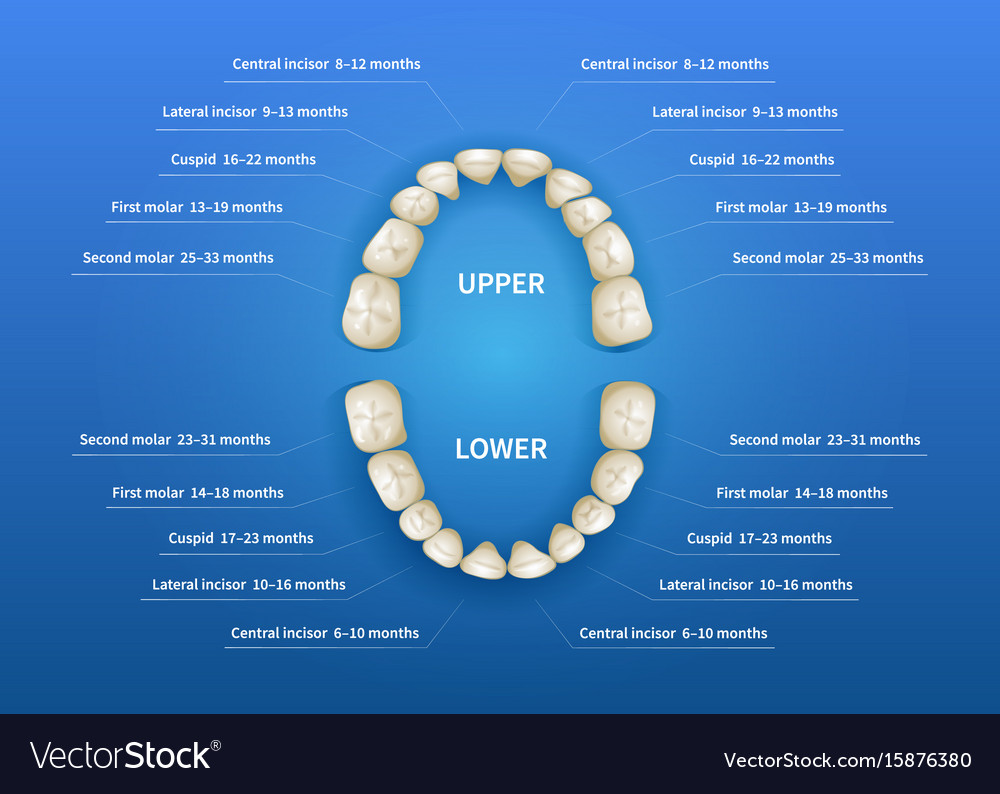 Chart Of Teeth In Mouth