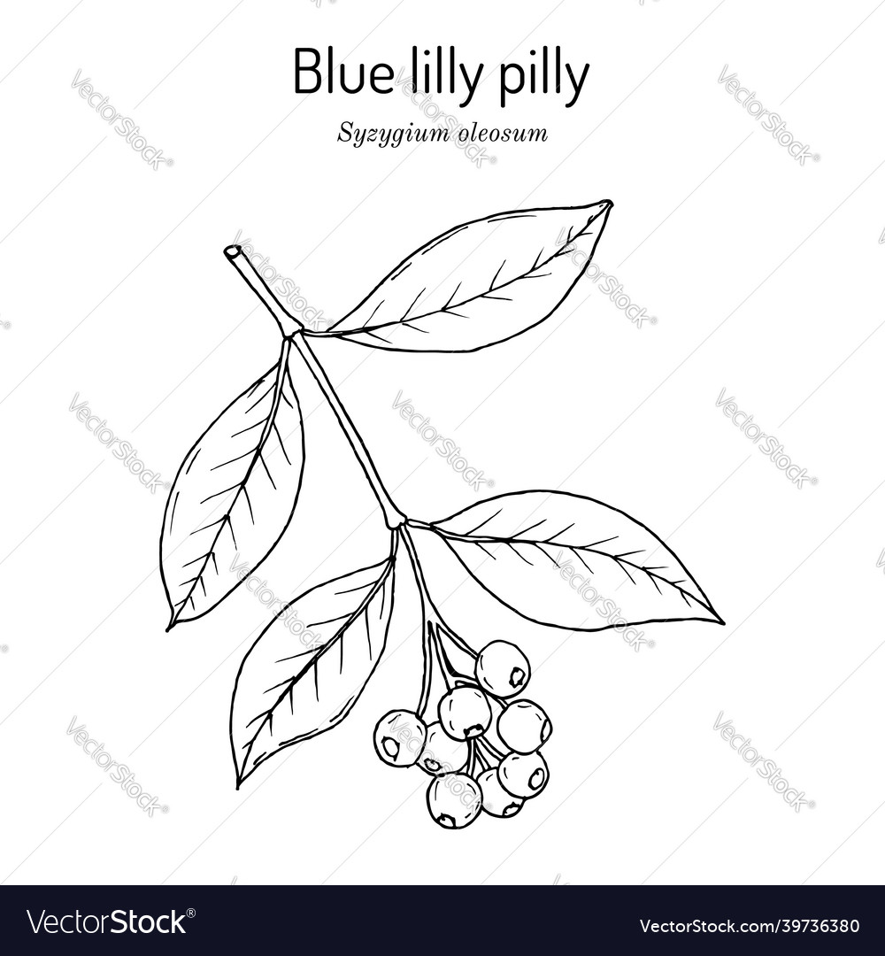 Scented satinash or blue lilly pilly syzygium Vector Image