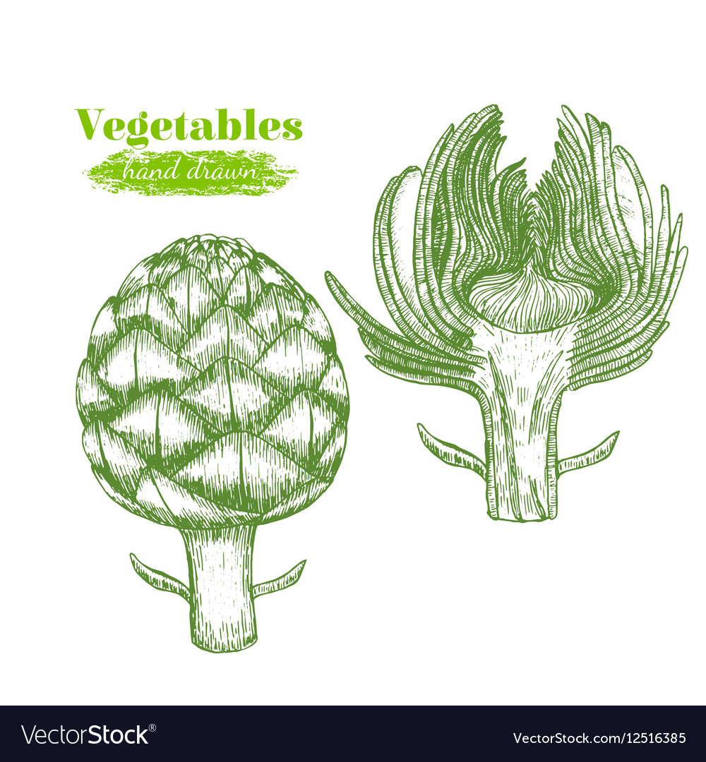 Artichoke hand draw sketch Royalty Free Vector Image