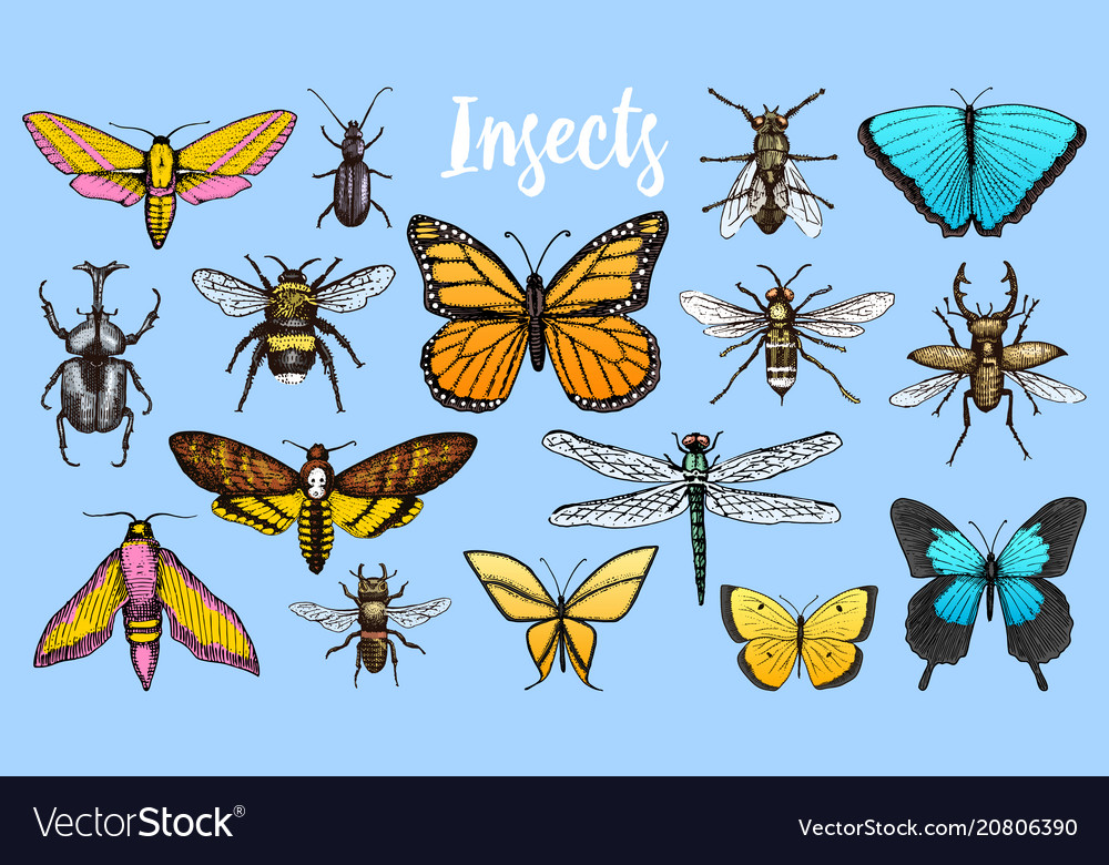 Download Different insects set butterfly and dragonfly Vector Image