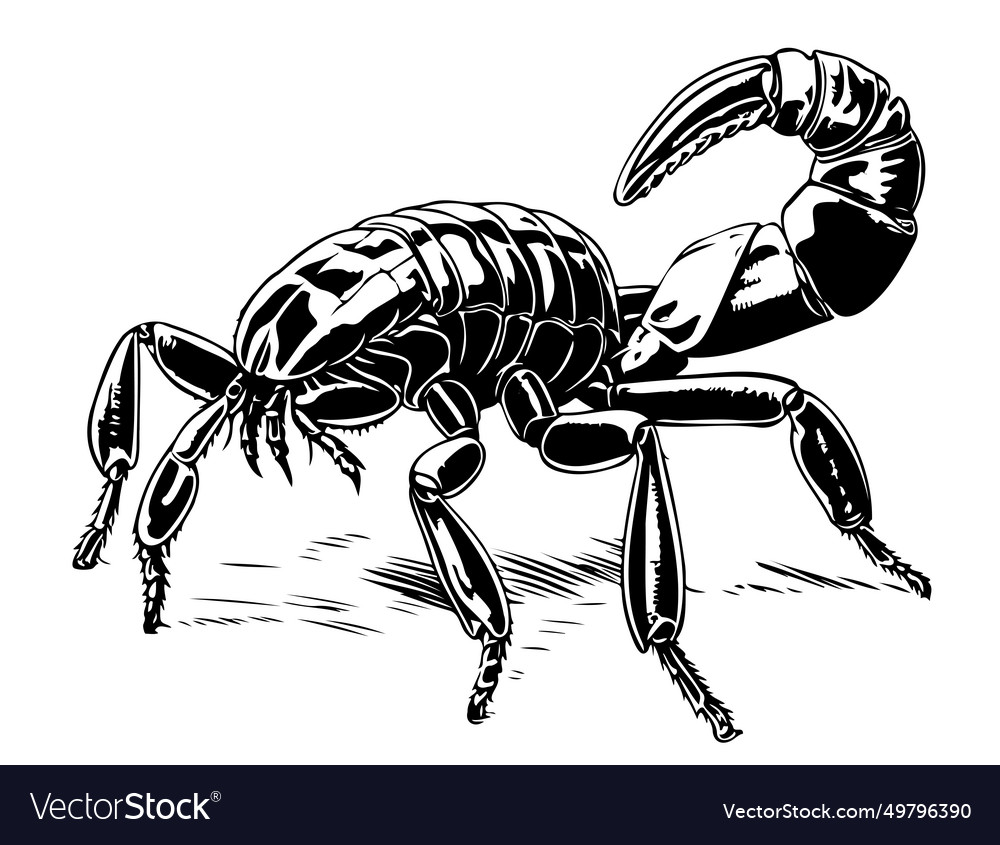 Hand drawn sketch of scorpion retro realistic Vector Image