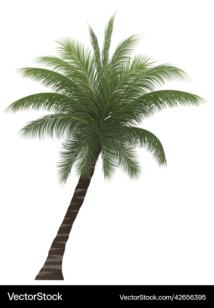 Palm Tree Coconut Tree Isolated On White Vector Image