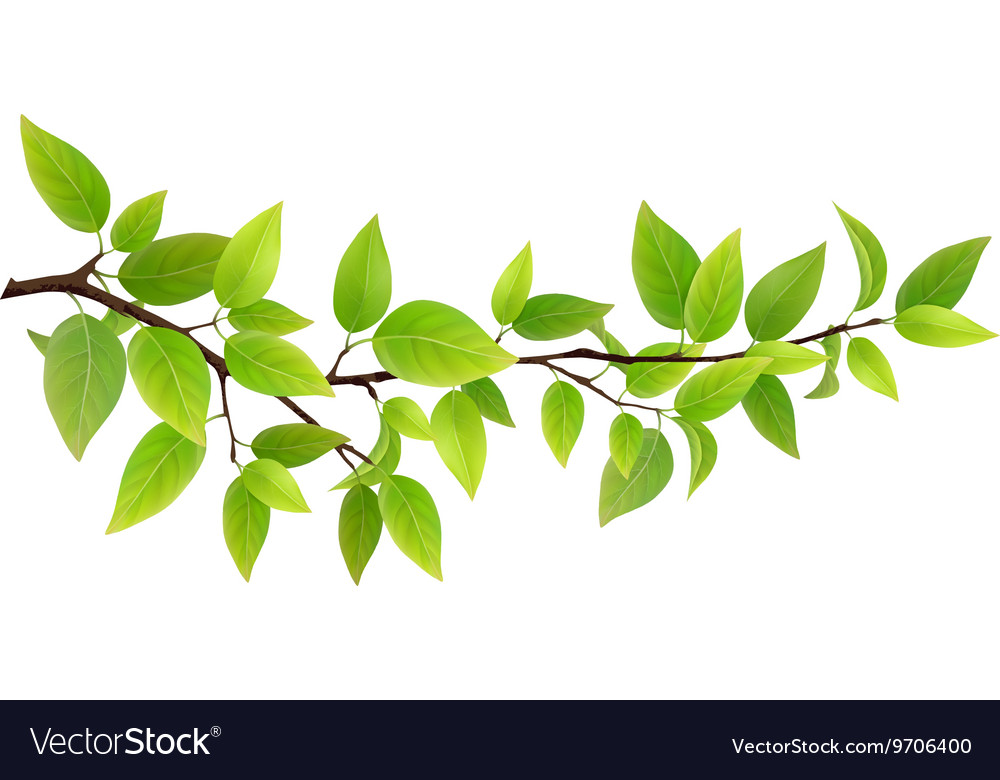 Tree Branch With Leaves