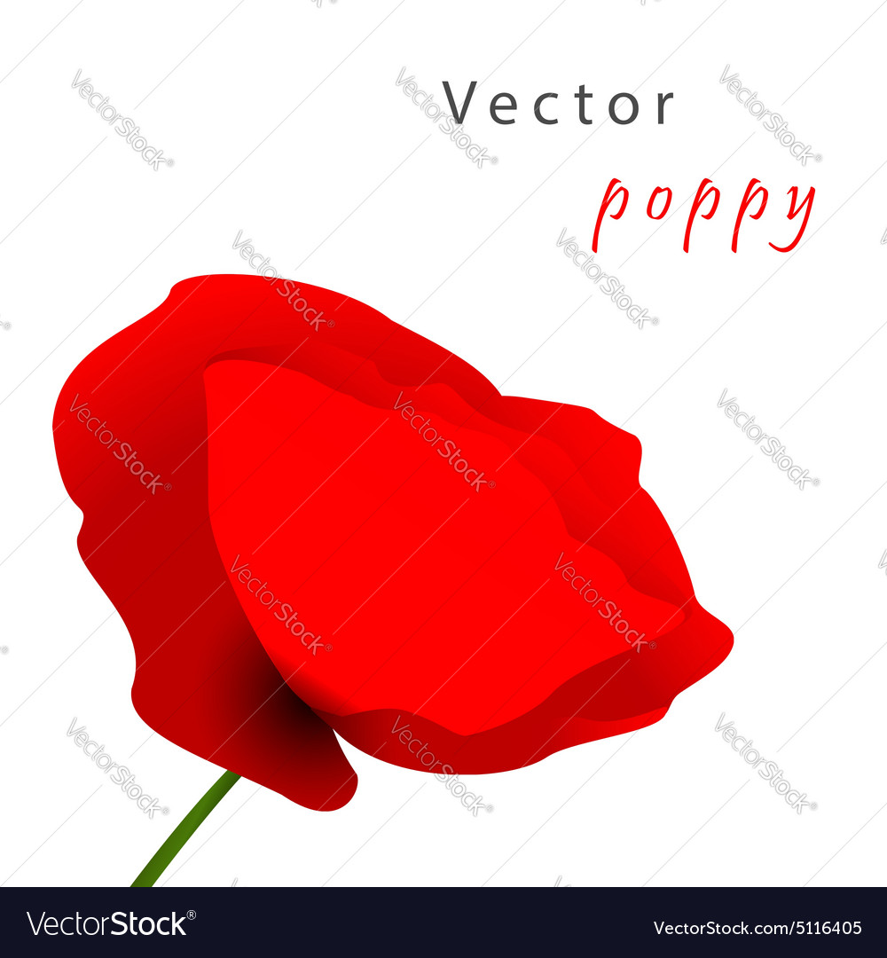 Template card with poppy