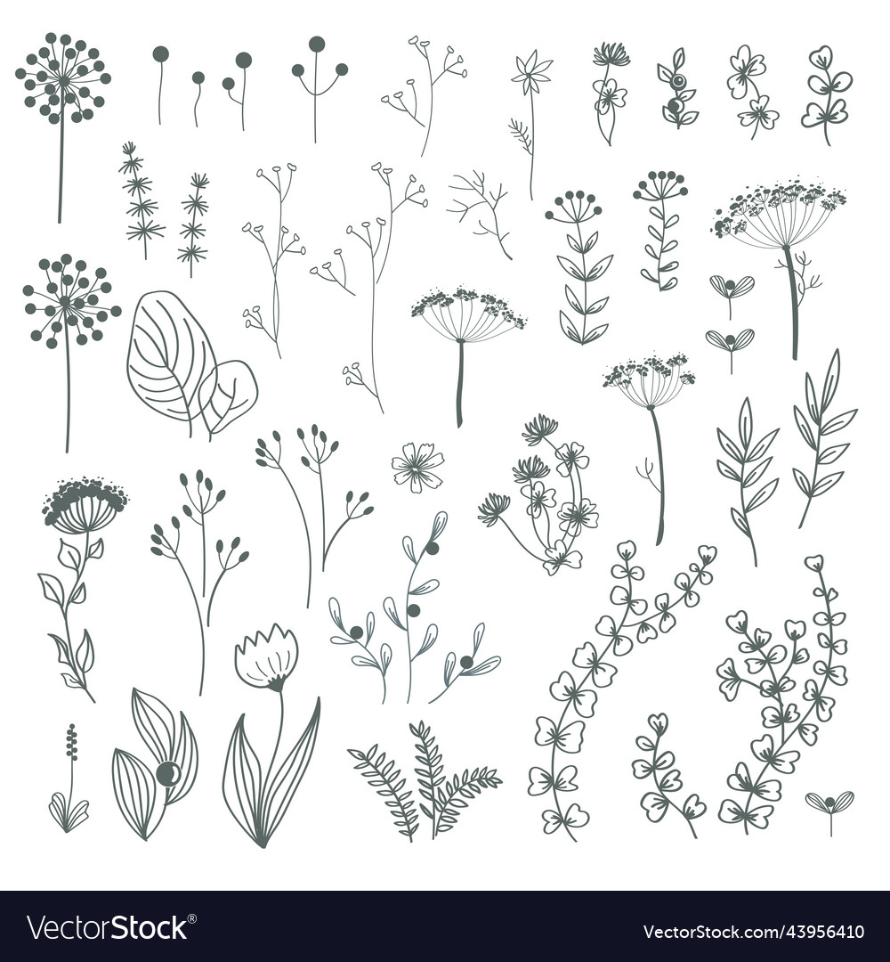 Autumn forest herbs and flowers floral elements Vector Image