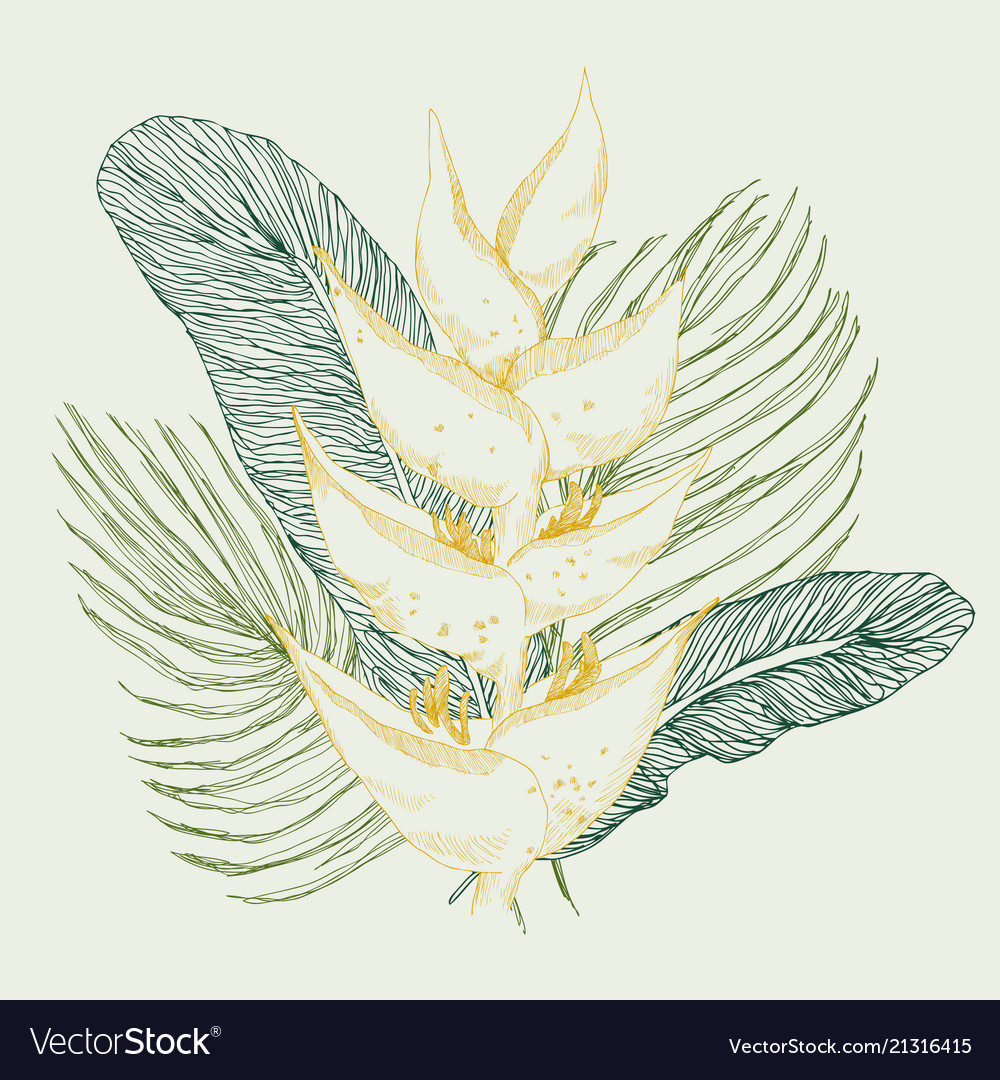 Calathea tropical plant sketch exotic Royalty Free Vector