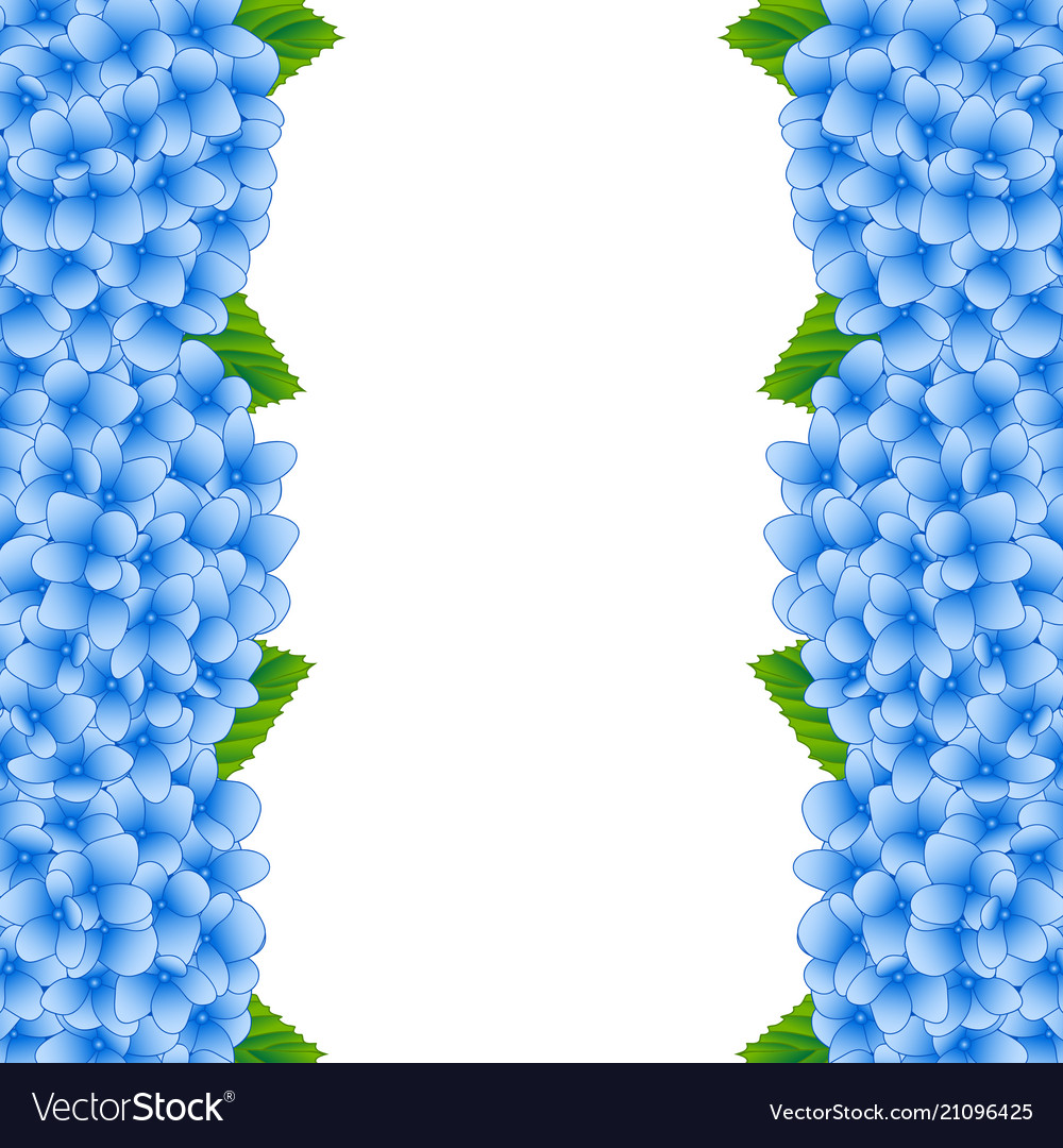 Blue hydrangea flower border Royalty Free Vector Image