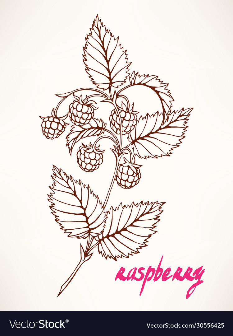 Raspberry Sprig - Sketch