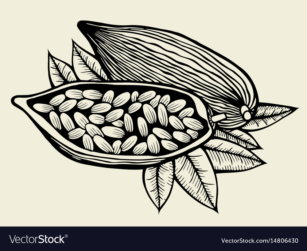 Image of cocoa beans