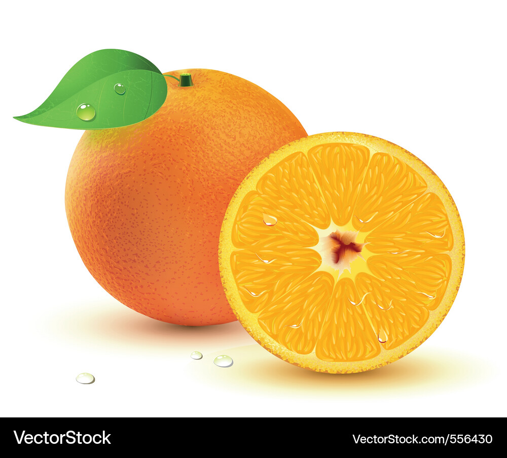 Juicy oranges Royalty Free Vector Image - VectorStock