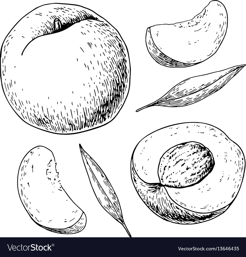 Peach drawing isolated hand drawn full and Vector Image